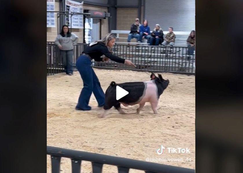 Why a Texas Show Pig Went Viral on TikTok Pork Business